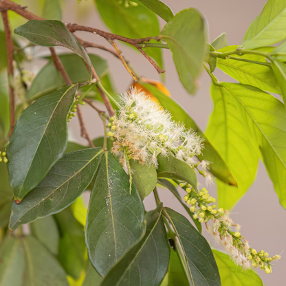 Rare fruit tree-Ice cream fruit