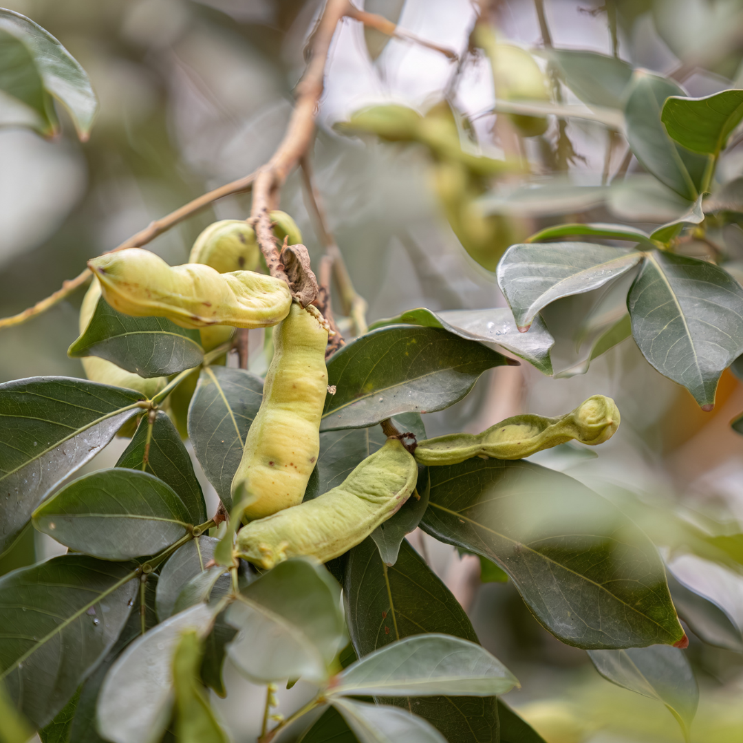 Rare fruit tree-Ice cream fruit