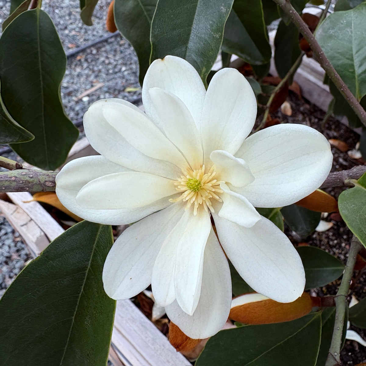 含笑花 Inspiration Yunnan Michelia