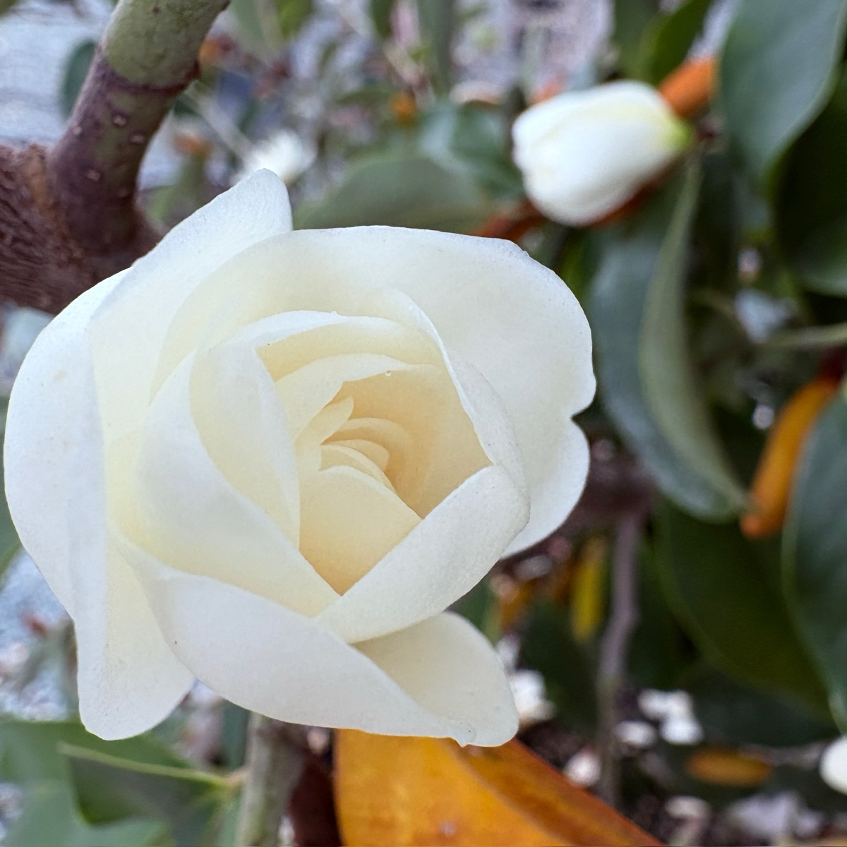 含笑花 Inspiration Yunnan Michelia