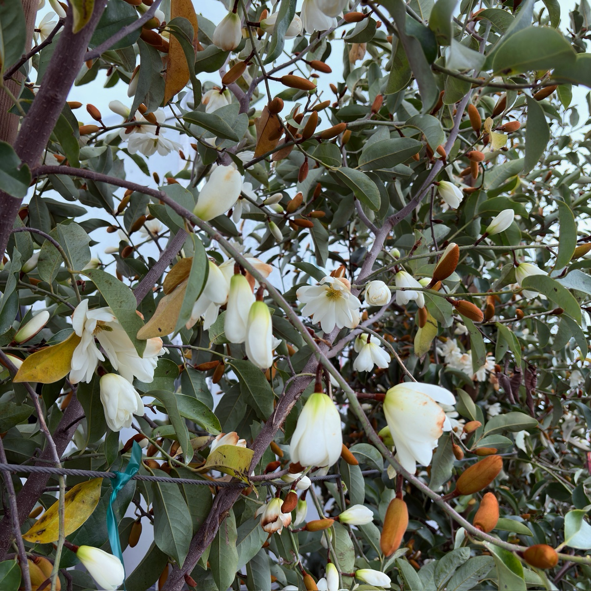 含笑花 Inspiration Yunnan Michelia