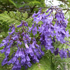 蓝花楹