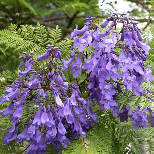 Semi-evergreen tree - Jacaranda