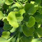 玉蝶银杏 Jade Butterfly Maidenharit Tree