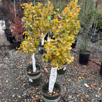 玉蝶银杏 Jade Butterfly Maidenharit Tree