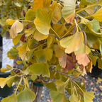 玉蝶银杏 Jade Butterfly Maidenharit Tree