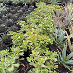 燕子掌-玉树 Jade Plant