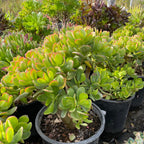 燕子掌-玉树 Jade Plant