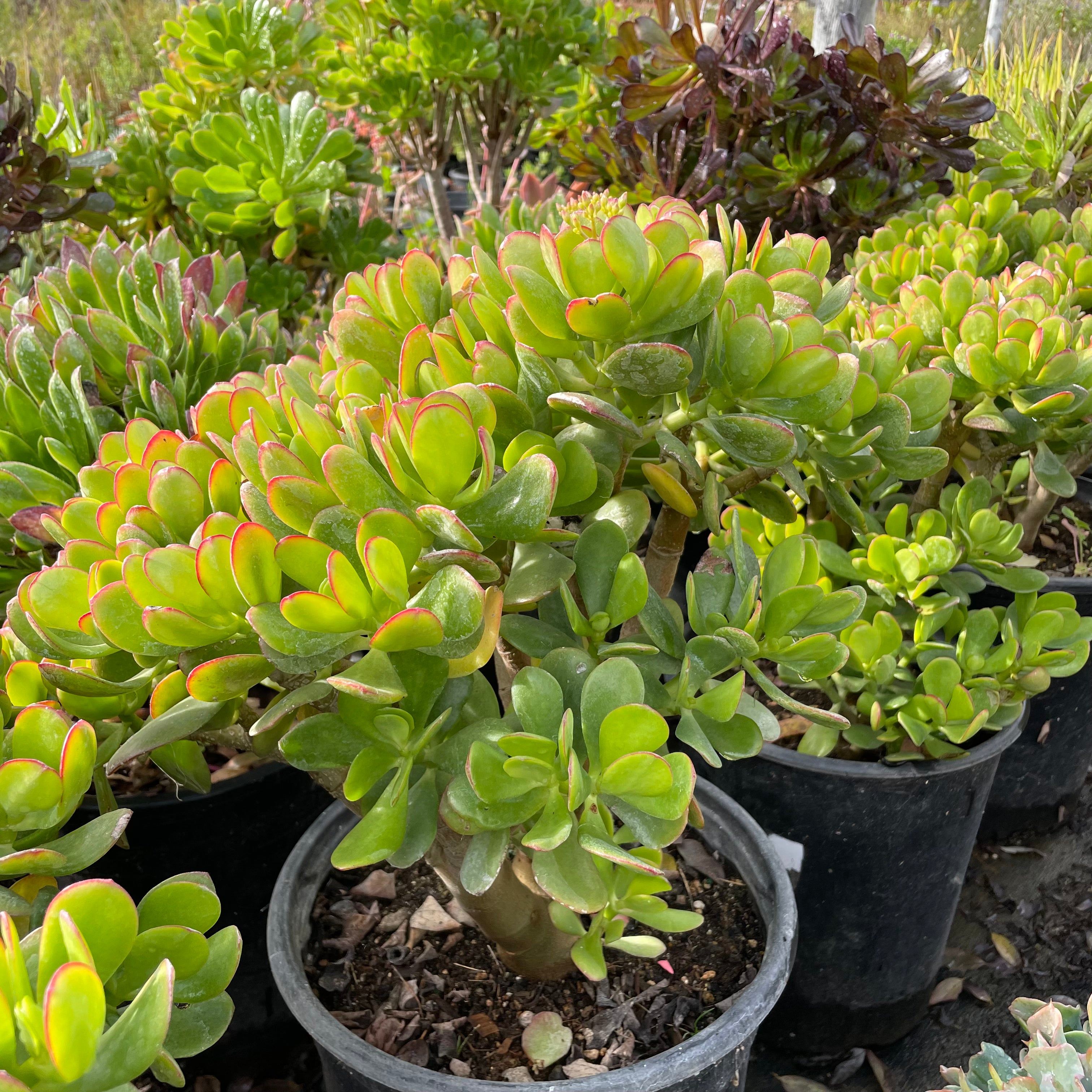 燕子掌-玉树 Jade Plant