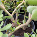 燕子掌-玉树 Jade Plant