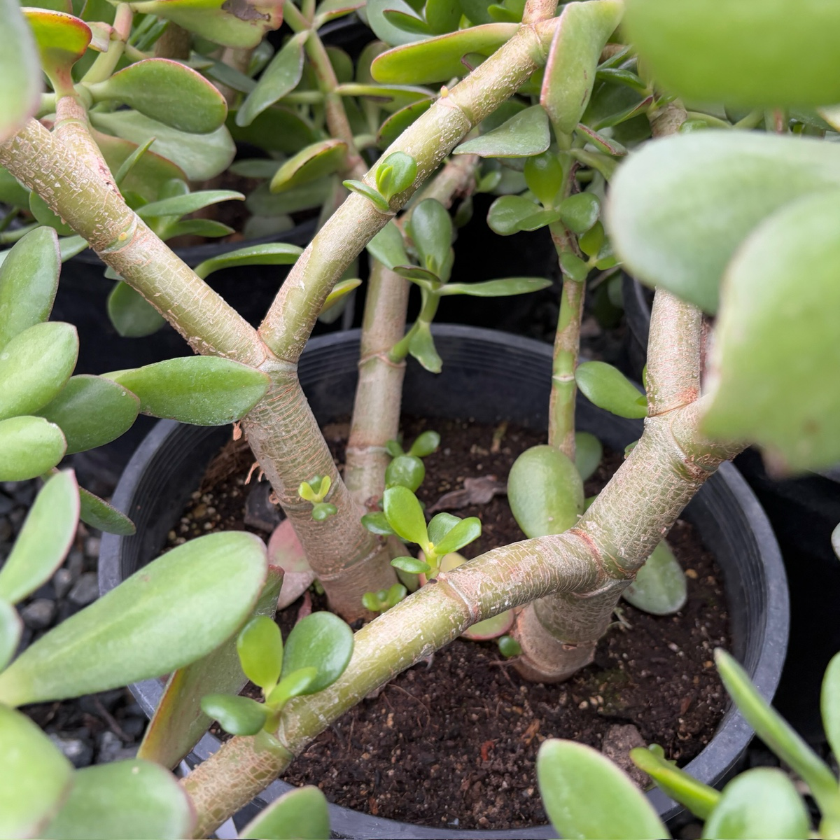 燕子掌-玉树 Jade Plant