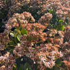 燕子掌-玉树 Jade Plant