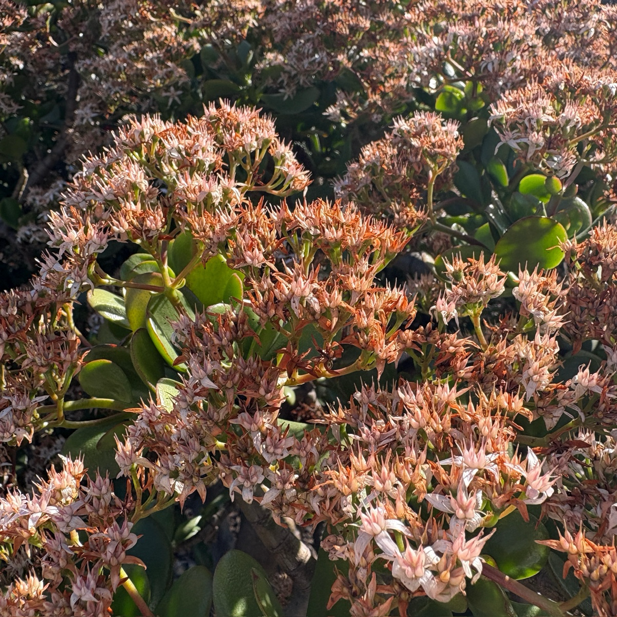 燕子掌-玉树 Jade Plant
