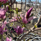 简玉兰 Jane Magnolia