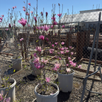 简玉兰 Jane Magnolia