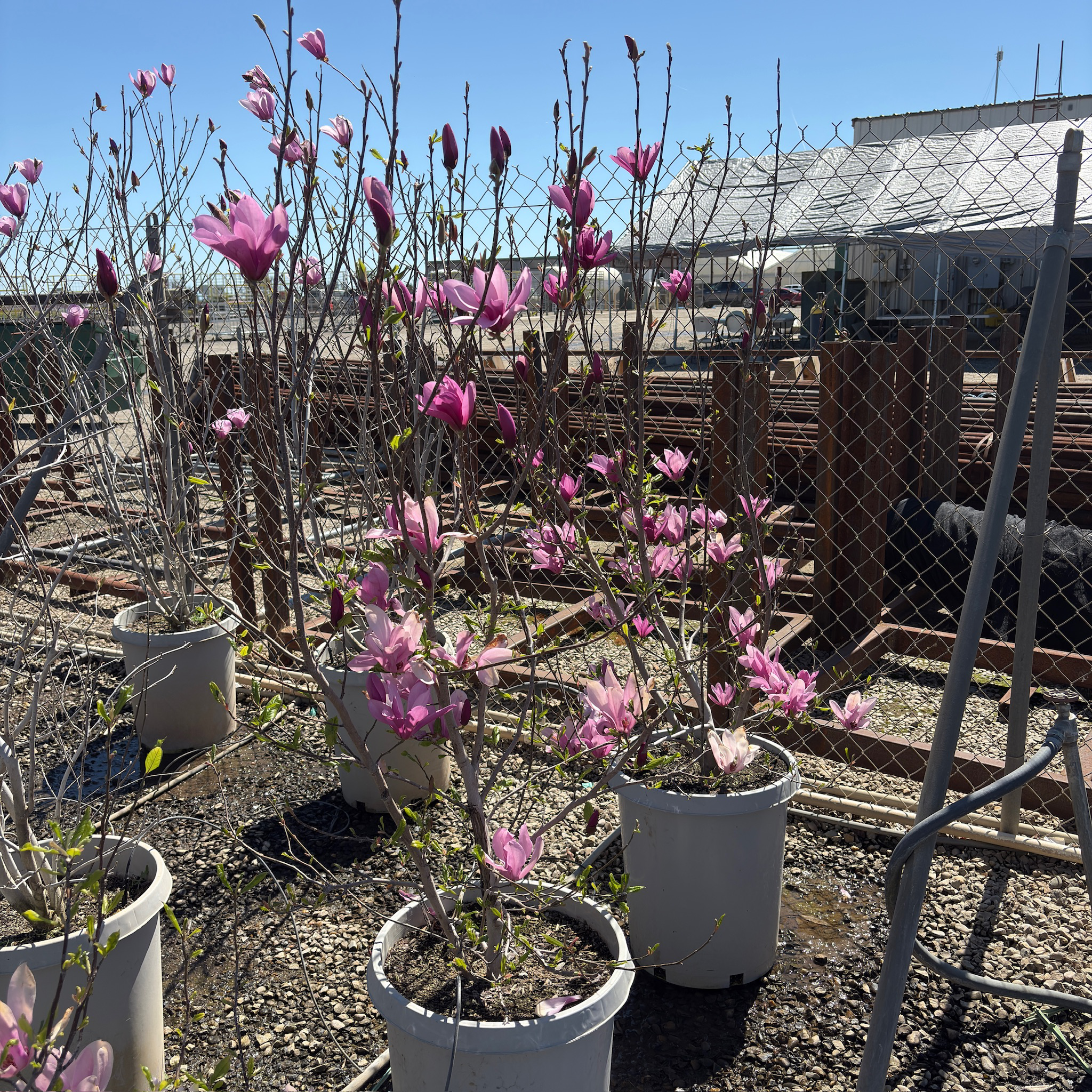 简玉兰 Jane Magnolia