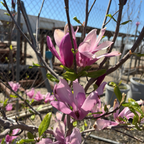 简玉兰 Jane Magnolia