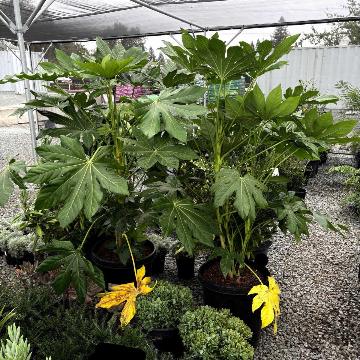 八角金盘 Japanese Aralia