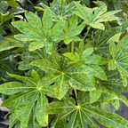 八角金盘 Japanese Aralia