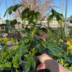 八角金盘 Japanese Aralia