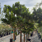 杜英 Japanese Blueberry Tree