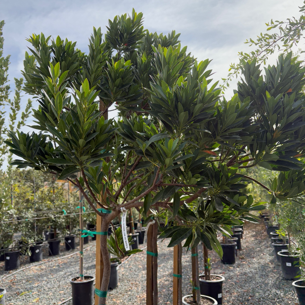 杜英 Japanese Blueberry Tree