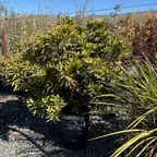 杜英 Japanese Blueberry Tree