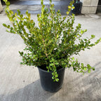 黄杨 Japanese Boxwood