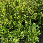 黄杨 Japanese Boxwood