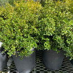黄杨 Japanese Boxwood