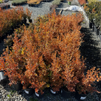 黄杨 Japanese Boxwood