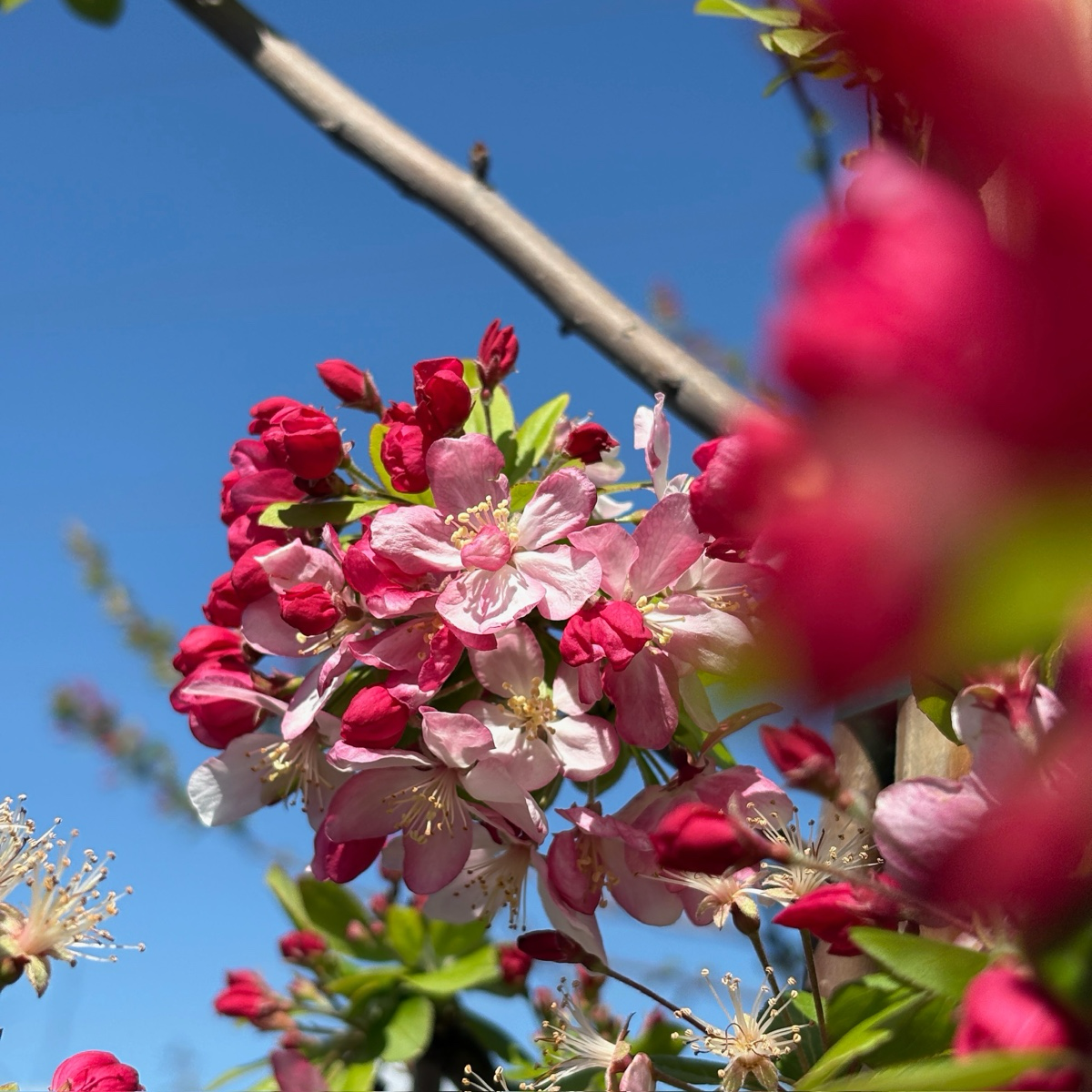 佛罗里达海棠 Japanese Flowering Crabapple