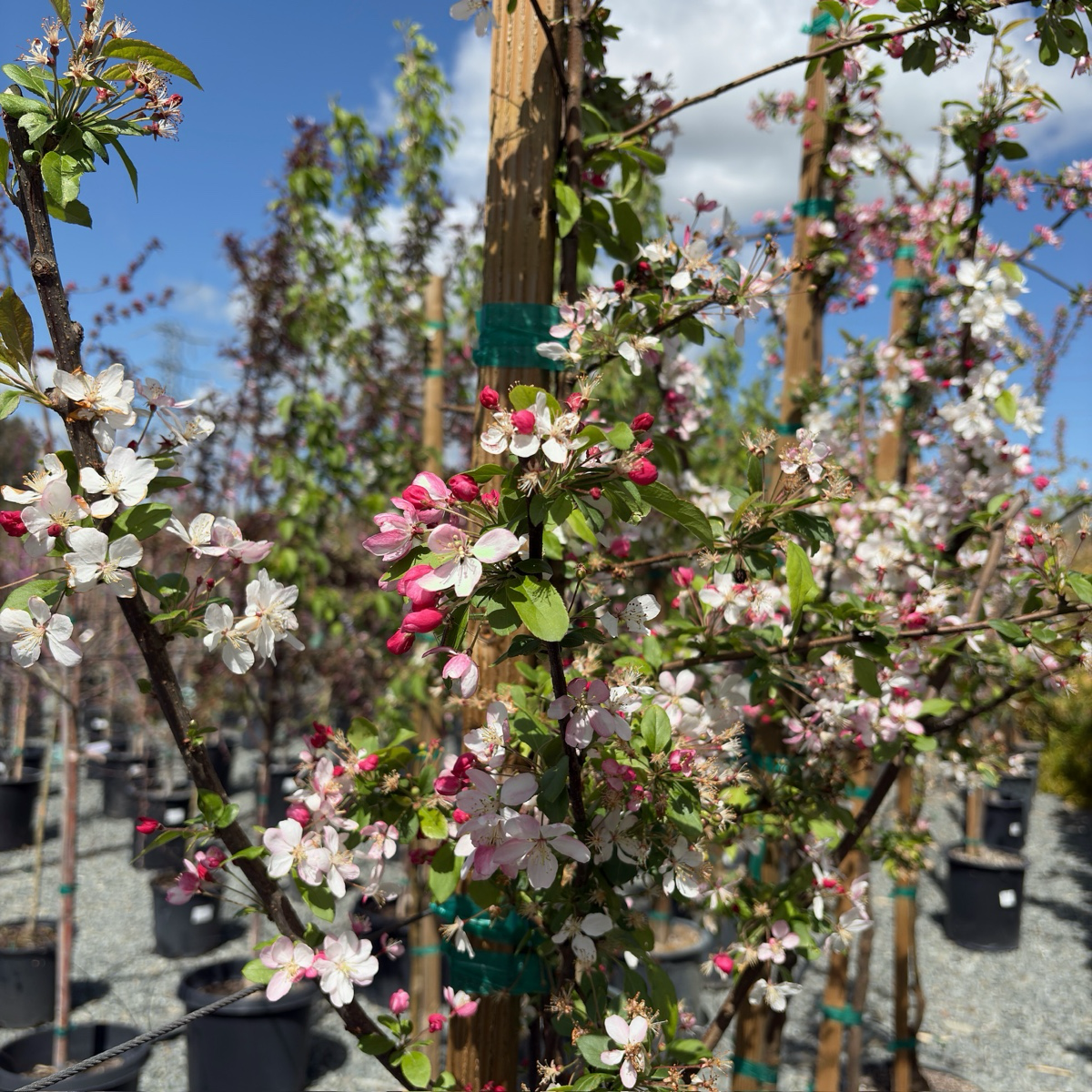 佛罗里达海棠 Japanese Flowering Crabapple