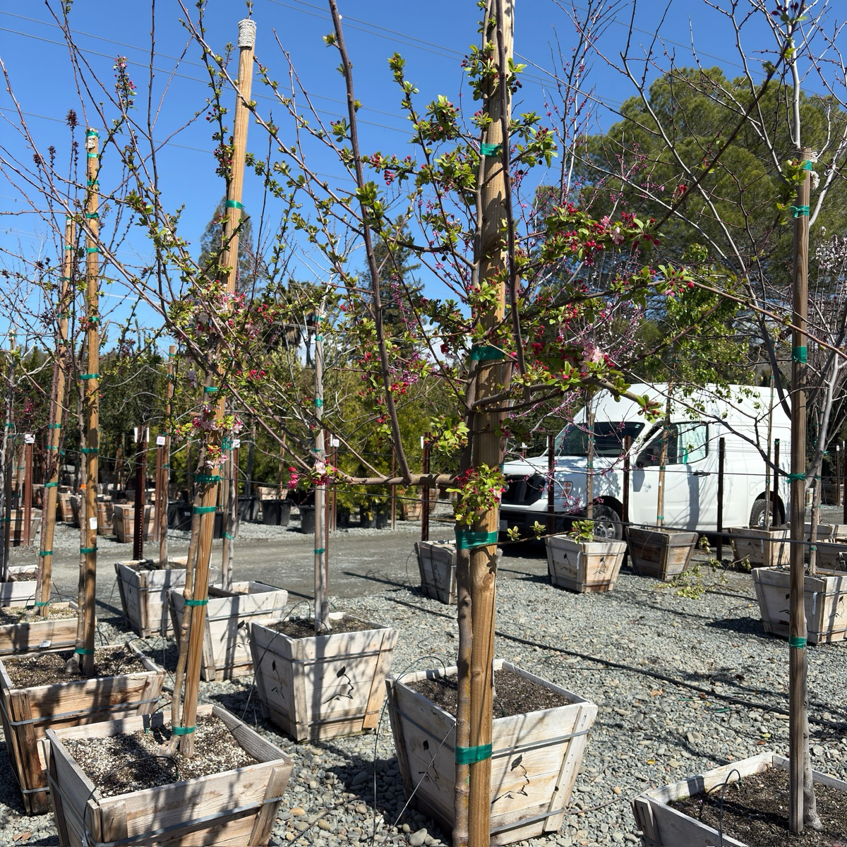 佛罗里达海棠 Japanese Flowering Crabapple