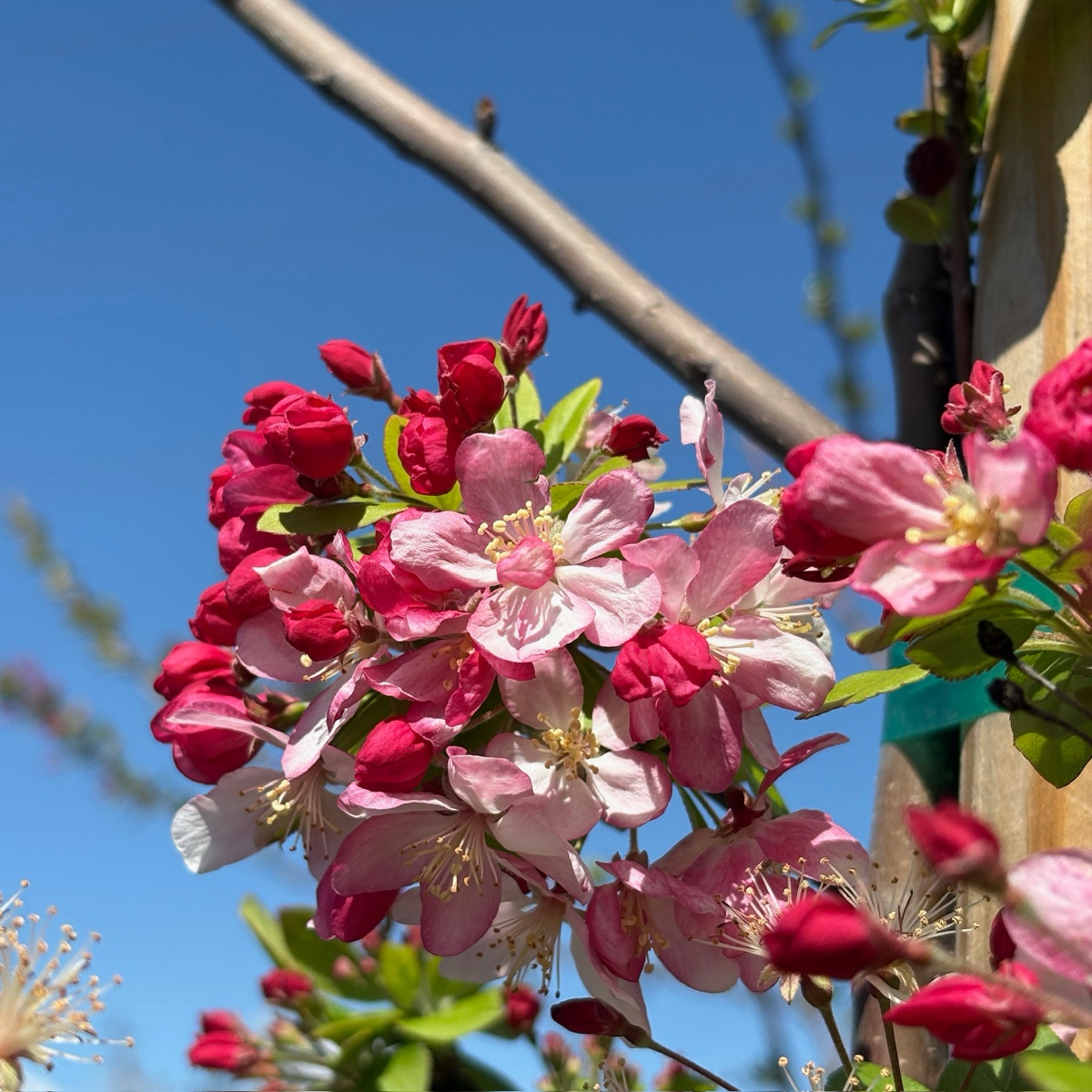 佛罗里达海棠 Japanese Flowering Crabapple