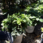 富贵草 Japanese Spurge