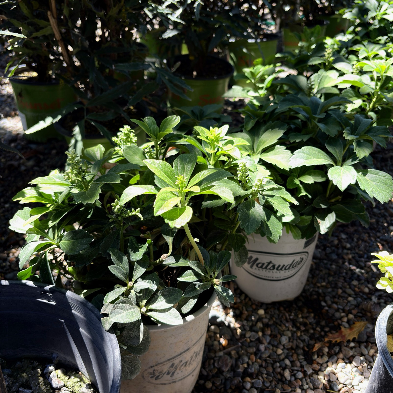 富贵草 Japanese Spurge