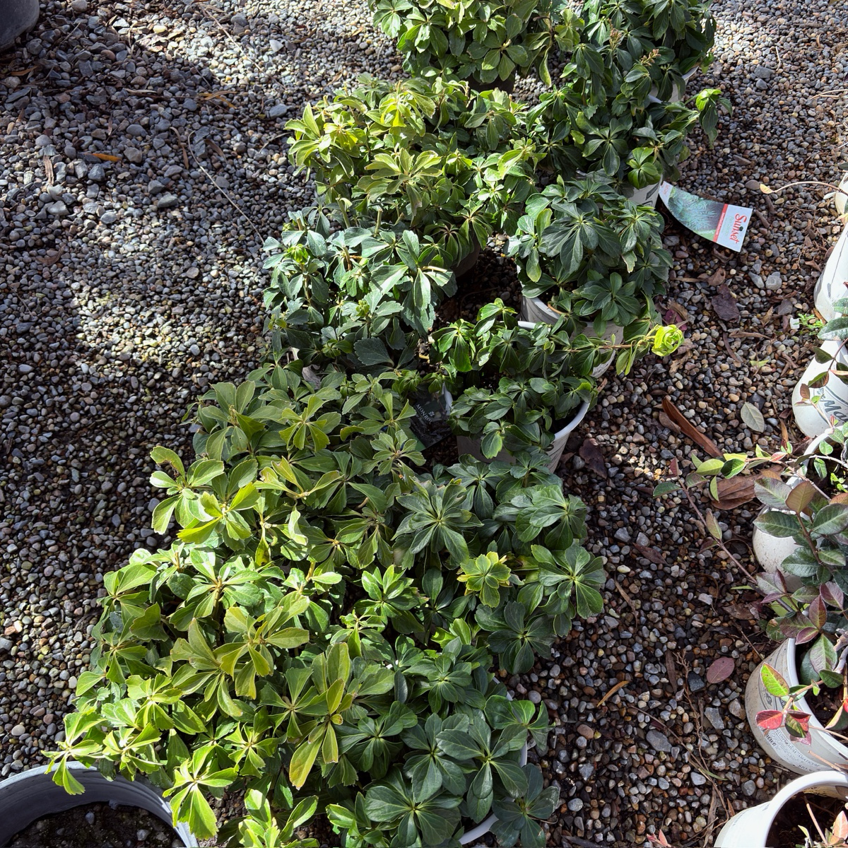 富贵草 Japanese Spurge