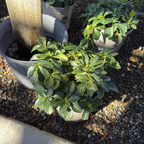富贵草 Japanese Spurge
