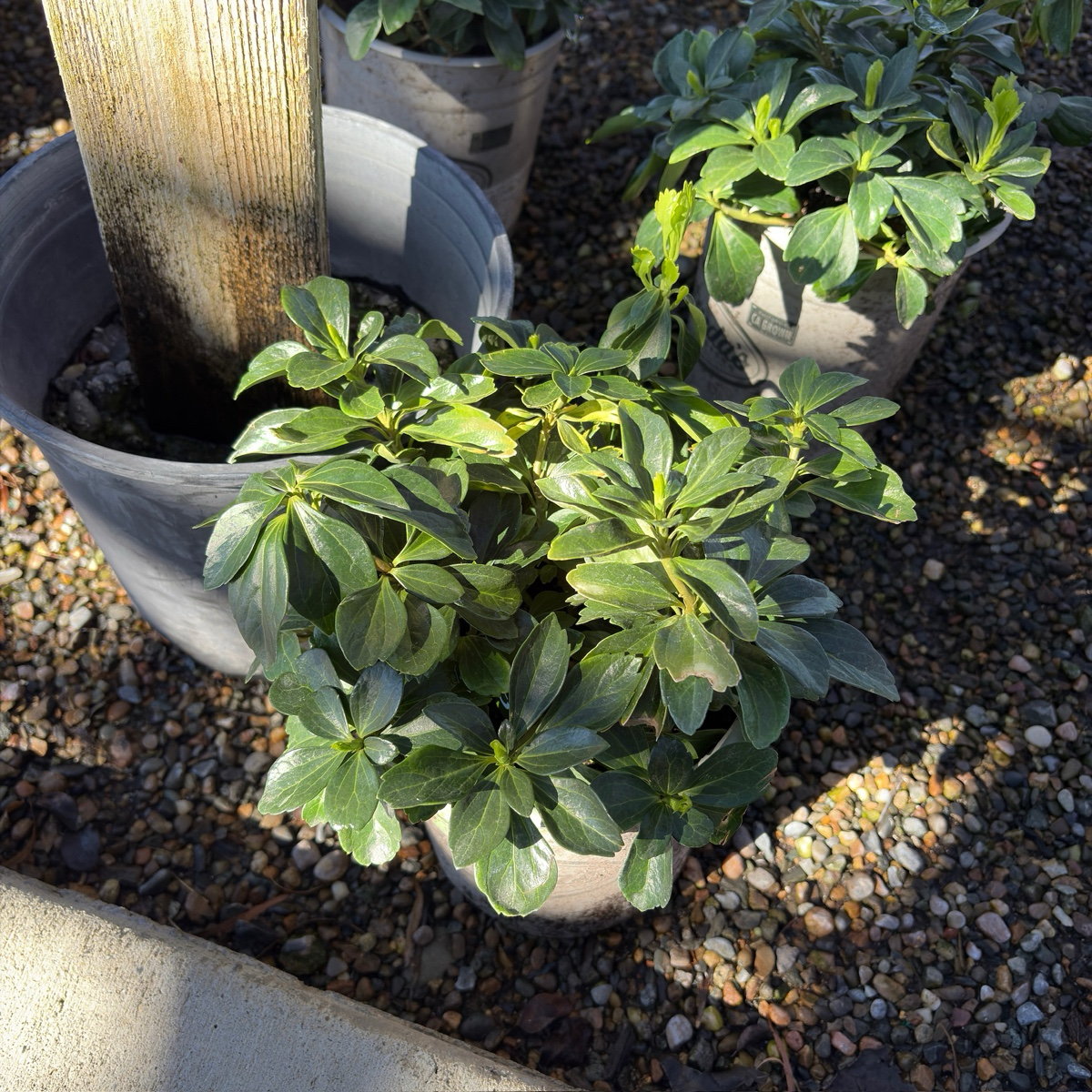 富贵草 Japanese Spurge
