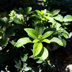 富贵草 Japanese Spurge