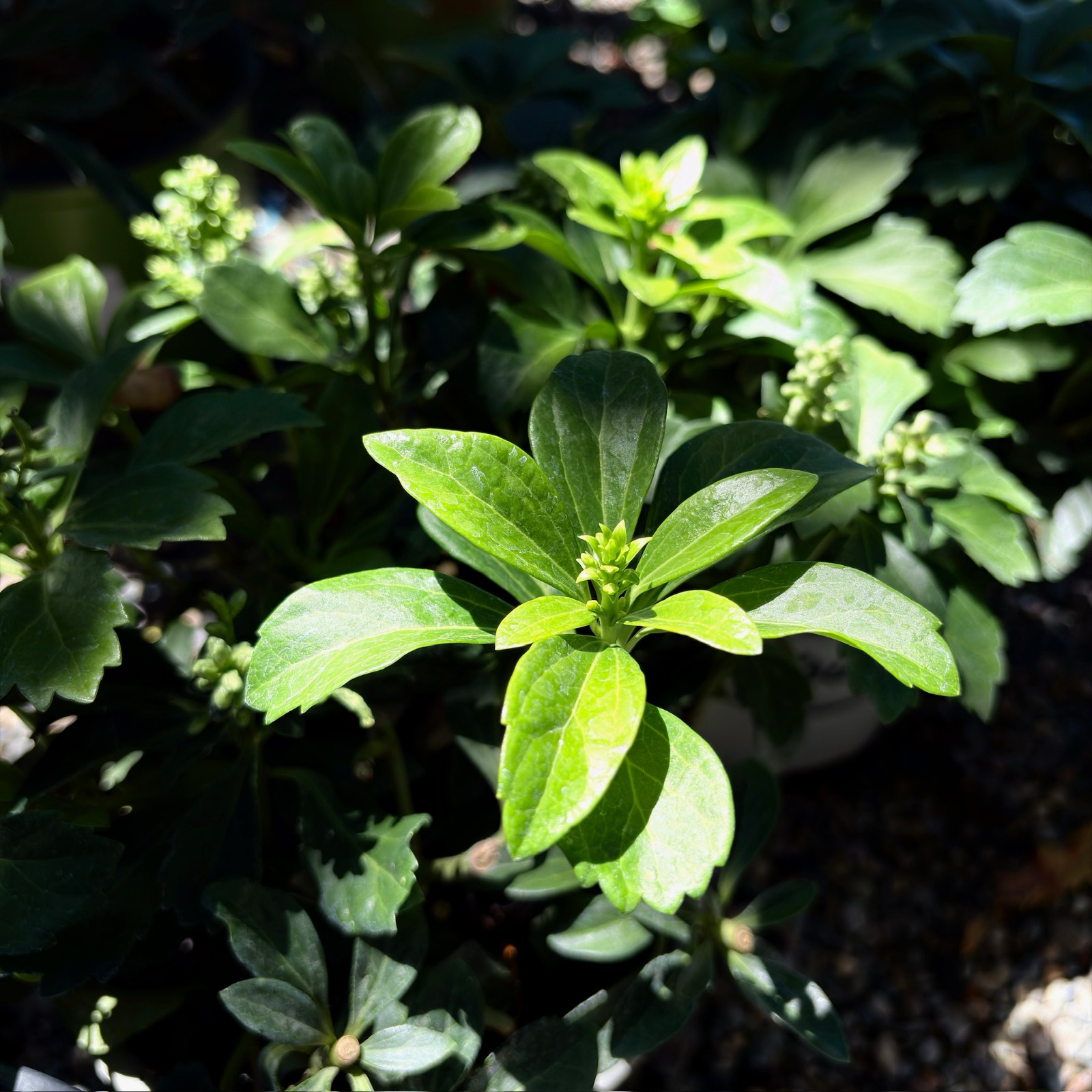 富贵草 Japanese Spurge