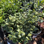 富贵草 Japanese Spurge