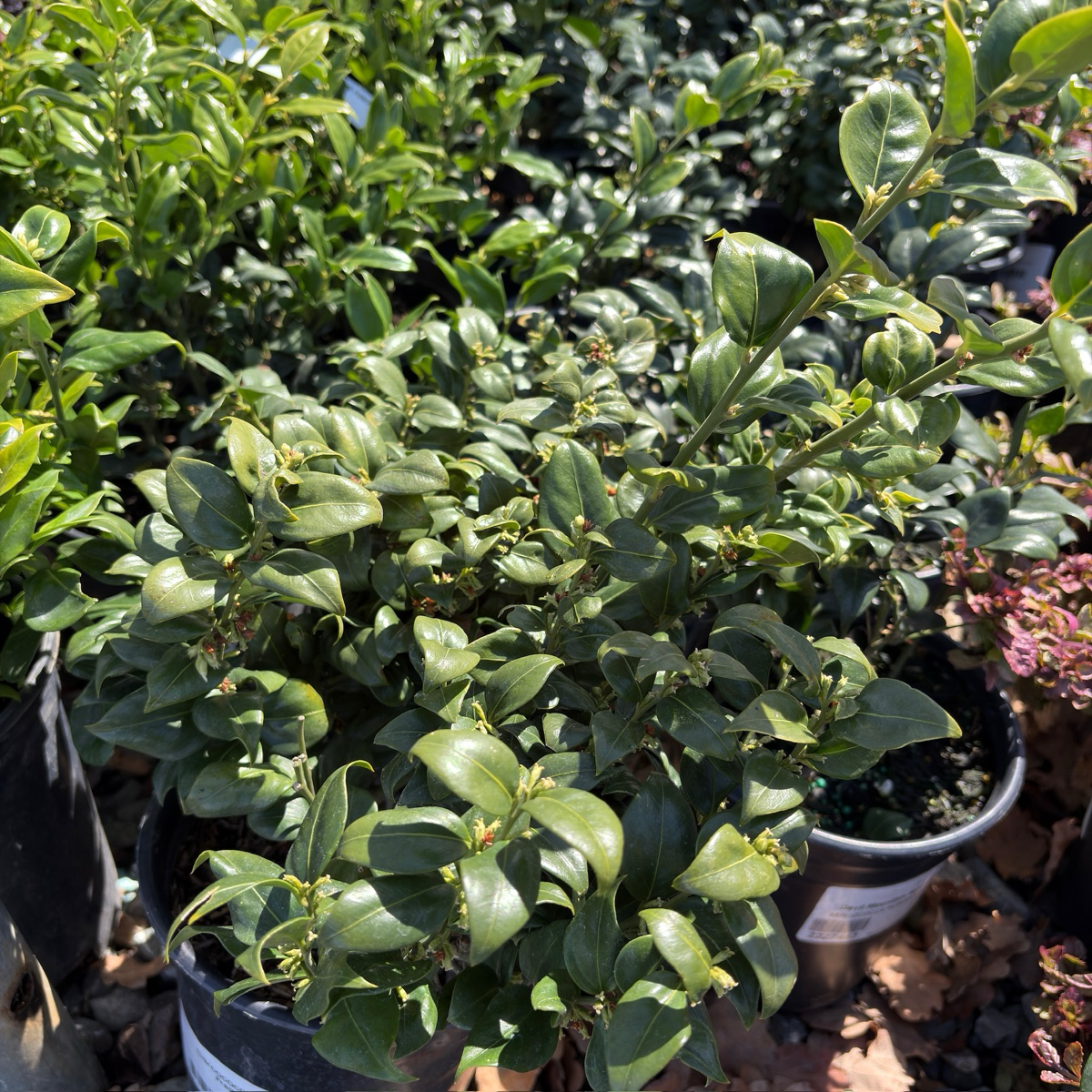富贵草 Japanese Spurge