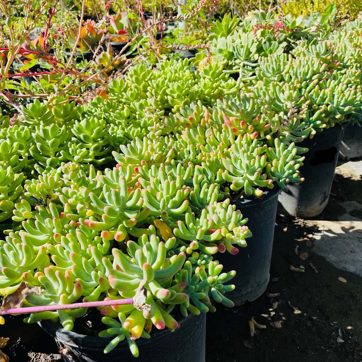 景天多肉-乙女心 Jelly Beans