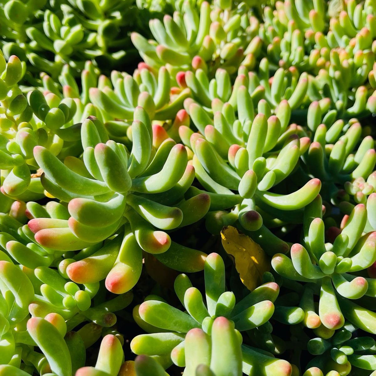 景天多肉-乙女心 Jelly Beans