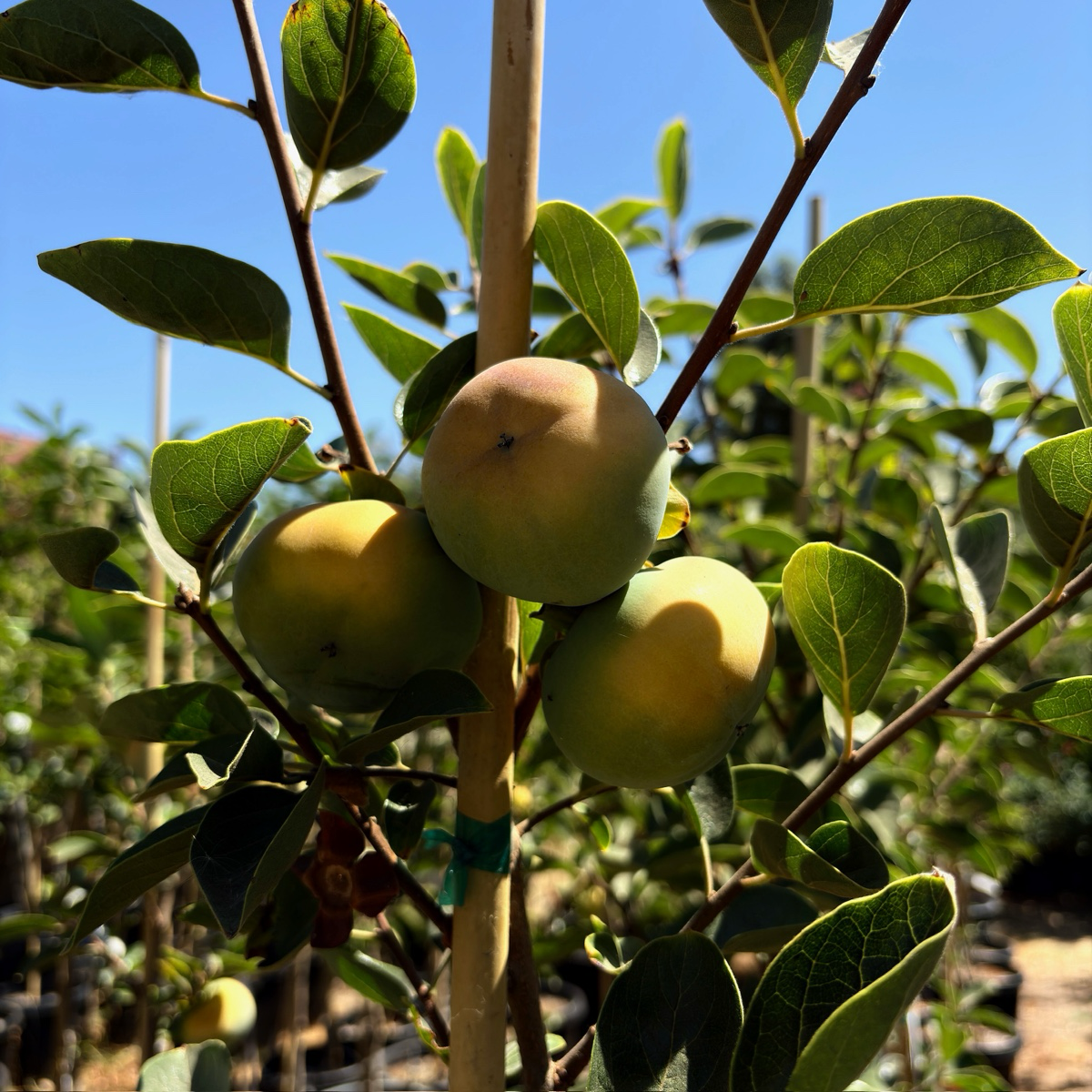 次郎富有脆柿 Jiro Persimmon