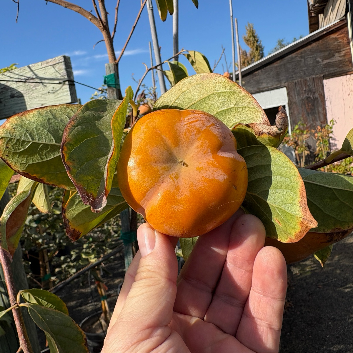 次郎富有脆柿 Jiro Persimmon