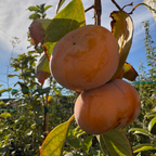 次郎富有脆柿 Jiro Persimmon