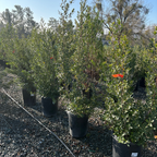 鼠李 John Edwards Italian Buckthorn
